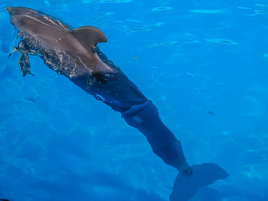 Winter with tail attached