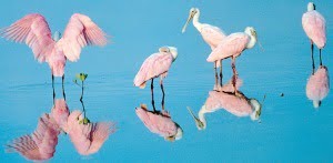 Read more about the article Sanibel Island