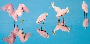 Read more about the article Sanibel Island