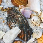 Shells on Panama City Beach