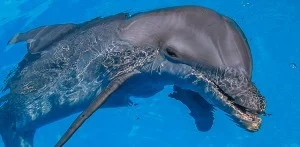 Read more about the article Who’s Tired of Winter?