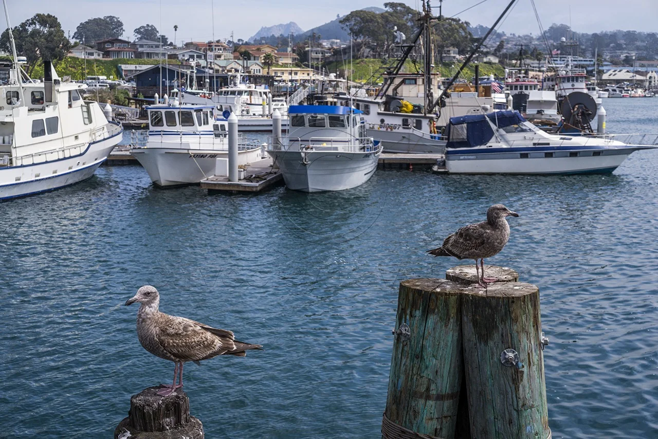 Morro Bay Harbor