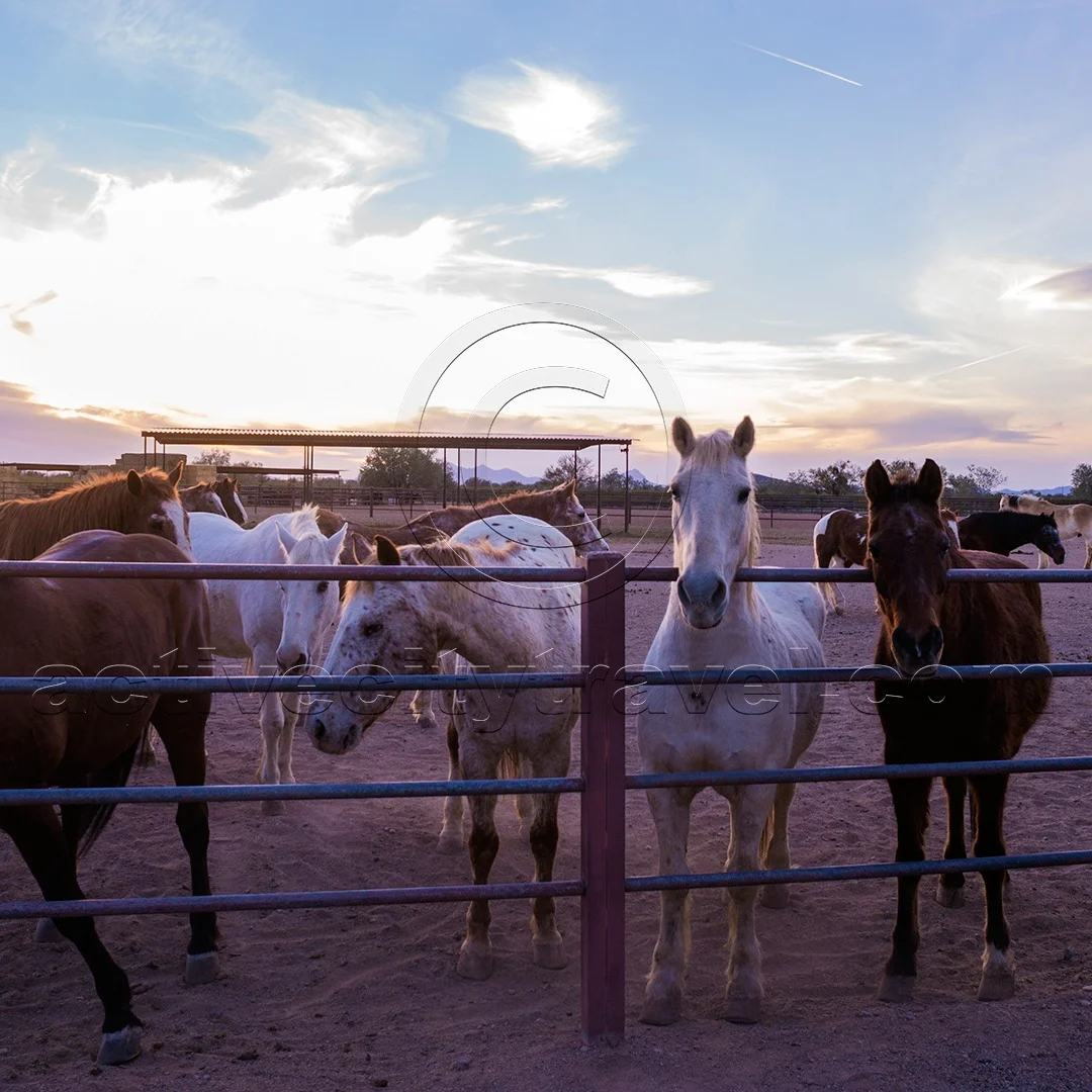 Horses at White Stallion Ranch, Tucson Arizona