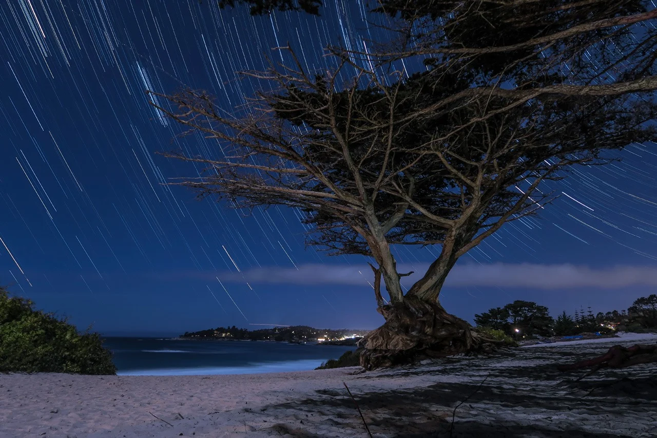 Monterey Cypress at Carmel Beach