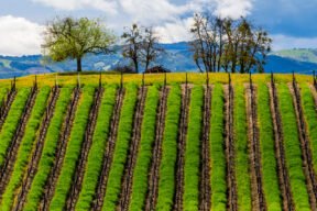 Read more about the article Enjoy Great Wine on a Road Trip to Paso Robles